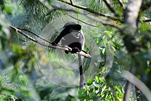 Black-and-white colobus, Lake Kyaninga, Uganda