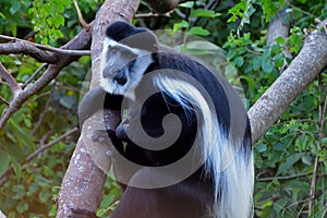 Black-and-white colobus, Lake Kyaninga, Uganda