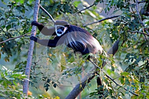 Black-and-white colobus, Lake Kyaninga, Uganda