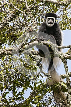 Black-and-white colobus monkey sitting in tree of rainforest in Tanzania, Africa photo