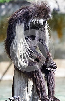 Black and white colobus monkey