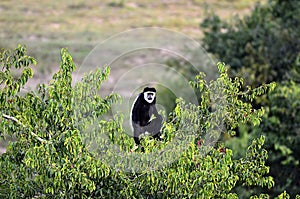 Black and white colobus monkey