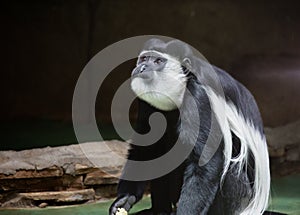 Black-and-white colobus monkey.