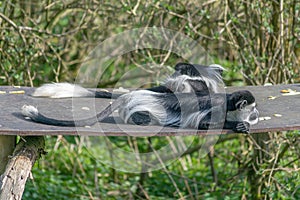 Black and White Colobus Monkey