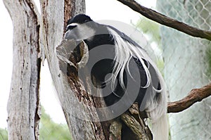 Black-and-white colobus monkey