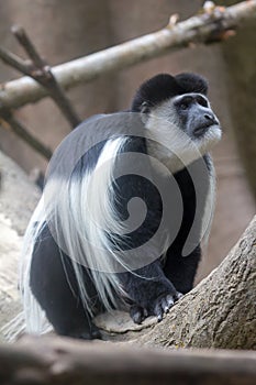 Black and White Colobus Monkey