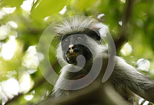 Black-and-white colobus monkey