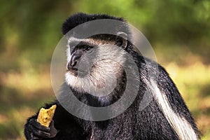 Black and White Colobus Monkey eating & watching at Elsamere, Lake Naivasha, Kenya.