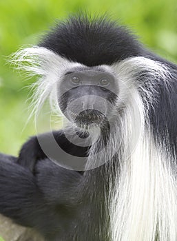 Black and white colobus monkey, kenya, africa