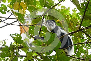 Black-and-white colobus monkey , rainforest near Kibale Forest National Park Uganda, Africa