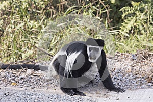 Black and white colobus monkey on roadside