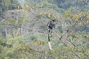 Black and white colobus monkey siting in tree