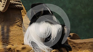 Black and white colobus monkey sitting on a rock in zoo