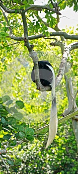 Black white Colobus Monkey tree Naples Zoo Florida