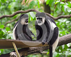 Black and White Colobus Monkey photo