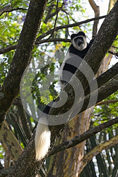 Black and White Colobus monkey in the wild