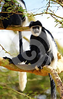 Black-and-white colobus monkeys