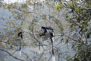 Black and white colobus monkeys eating in tree