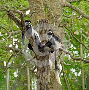 Black and white colobus monkeys photo