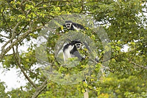 Black-and-White Colobus Monkeys in a Tree