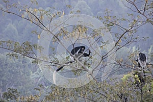 Black and white colobus monkeys in tree