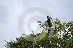Black and White Colobus, Uganda, Africa photo