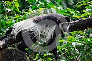 Black-and-white colobuses colobus monkey sleepy and feeling lazy