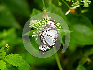 Black and white color butterfly on mikania scandens or climbing hempweed flowers