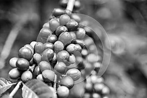 Black and white color of coffee cherries