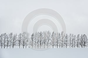 Black and white color minimal winter landscape, row of trees on snow covered hill during snowfall on winter day, seven star trees