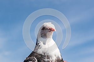 black and white color pigeon(dove) bird on clean blue sky