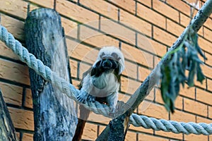 Black and white color small monkey Oedipus Tamarin