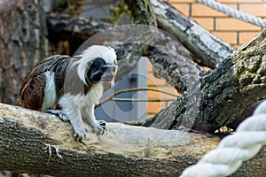 Black and white color small monkey Oedipus Tamarin