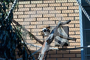 Black and white color small monkey Oedipus Tamarin