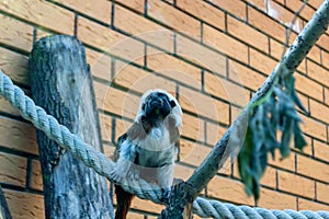 Black and white color small monkey Oedipus Tamarin