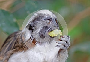 Black and white color small monkey Oedipus Tamarin