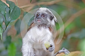 Black and white color small monkey Oedipus Tamarin