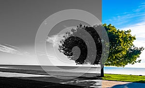 A Black and White / Color split image of a single tree in front of a lake