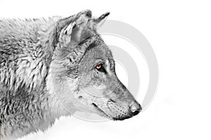 Black and white with colored eyes, a view of the distance Split a wolf of male