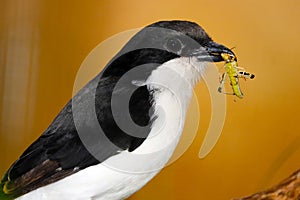 Black and white colored long-tailed fiscal holding a captured grasshopper in its beak