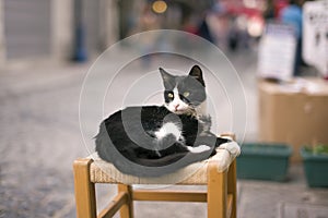 Black and white colored stray cat