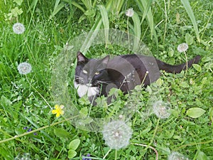 black-white colour cat in grass