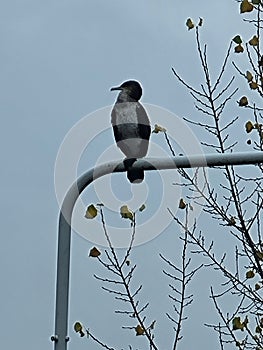 Black and white coloured Aalscholver on pall