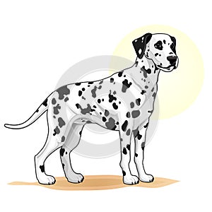 Black and white coloured dog amazing vector illustration. Cute cartoon dogs vector puppy pet characters breads doggy illustration