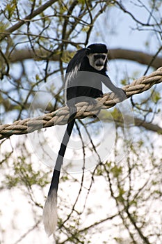 Black & White Colubus Monkey