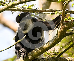 Black & White Colubus Monkey