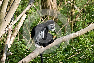 Black & White Colubus Monkey