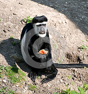 Black & White Colubus Monkey