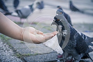 Black and white columba livia domestica  pigeon bird feeding in hand standing blurred background