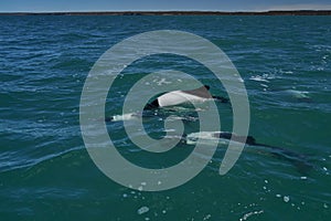 Black and white Commerson Dolphins swimming in the turquoise water of the atlantic ocean